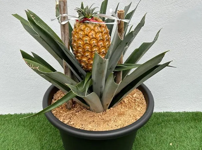 B&c House Furnas (Azores)